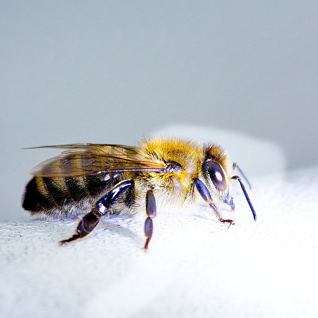 Tag der Artenvielfalt