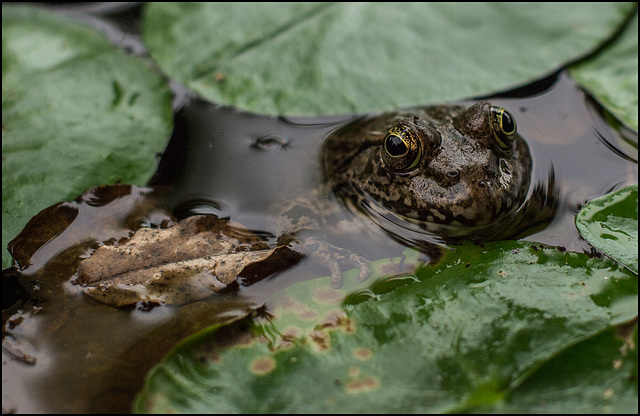 "Everybody loves Hypnotoad"