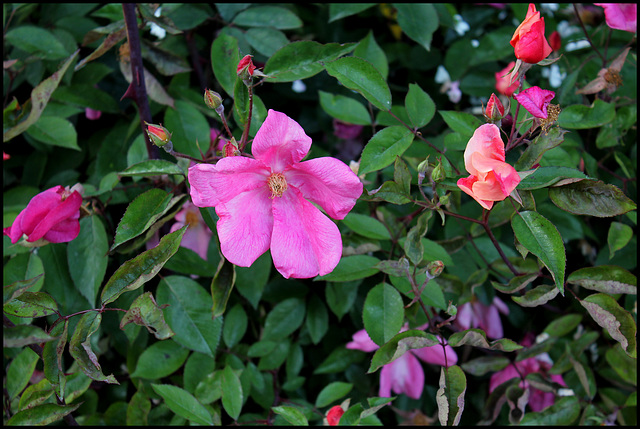 Rosa chinensis mutabilis