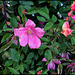 Rosa chinensis mutabilis