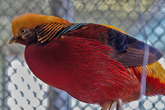 20160209 9954VRAw [D~LIP] Goldfasan (Chrysolophus pictus), Voliere,  Landschaftsgarten, Bad Salzuflen