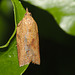 IMG 7929moth