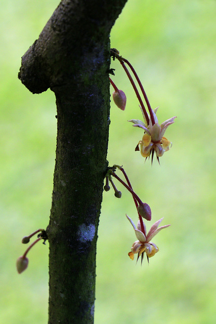 Cocoa Flowers