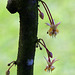 Cocoa Flowers