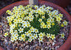 Dionysia curviflora x tapetodes