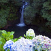 Parque Natural da Ribeira dos Caldeirões, São Miguel Island / Azores (Açores)