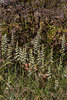 Spiranthes cernua (Nodding Ladies'-tresses orchid)