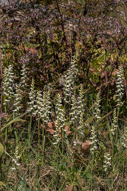 Spiranthes cernua (Nodding Ladies'-tresses orchid)