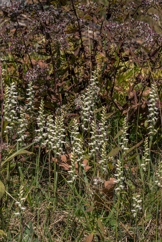 Spiranthes cernua (Nodding Ladies'-tresses orchid)