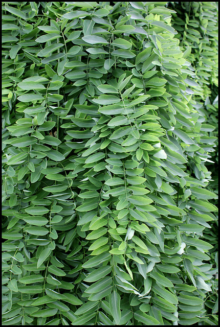 Sophora japonica 'Pendula' (1)