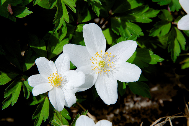 Anémone sylvestre