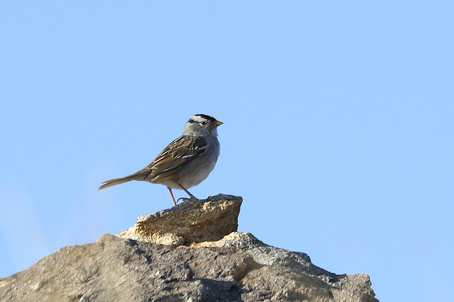 White-crowned Sparrow