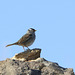 White-crowned Sparrow