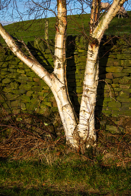 Bright light on Birch