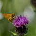 Large Skipper Butterfly