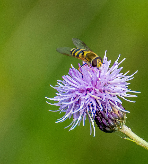 Hoverfly2