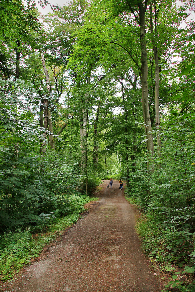 Weg im Weitmarer Holz (Bochum) / 14.07.2019