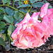 Roses At Whakatane Gardens