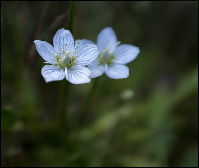 Parnassia palustris - Fetgera blanca a la Serra de Sant Amand