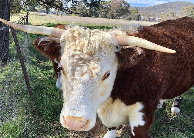 HFF from a brown cow