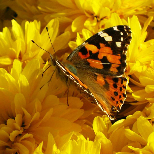 ...ein Schmetterlingsflügelschlag und schon ist es Frühling...