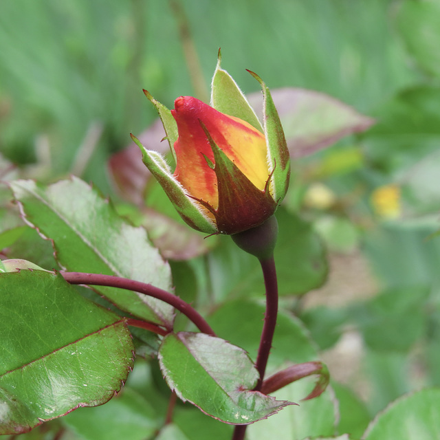 Rose bud