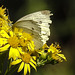 20230714 1969CPw [D~LIP] Jakobs-Greiskraut, Kleiner Kohlweißling, Kleine Mistbiene (Syritta pipiens), Bad Salzuflen