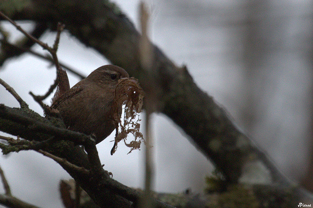 Troglodyte mignon