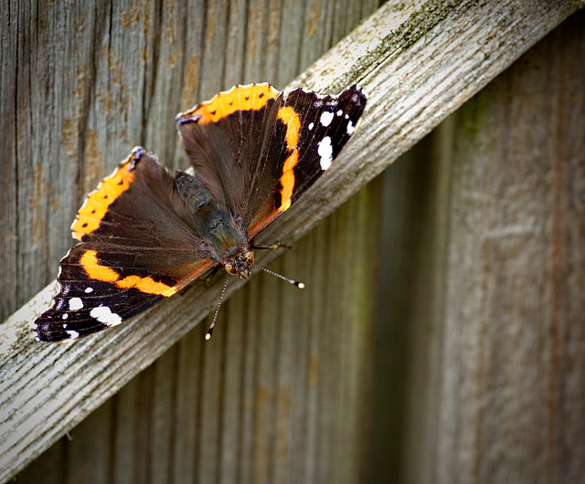 Tag der Artenvielfalt - HFF!