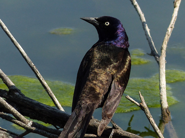 Common Grackle / Quiscalus quiscula