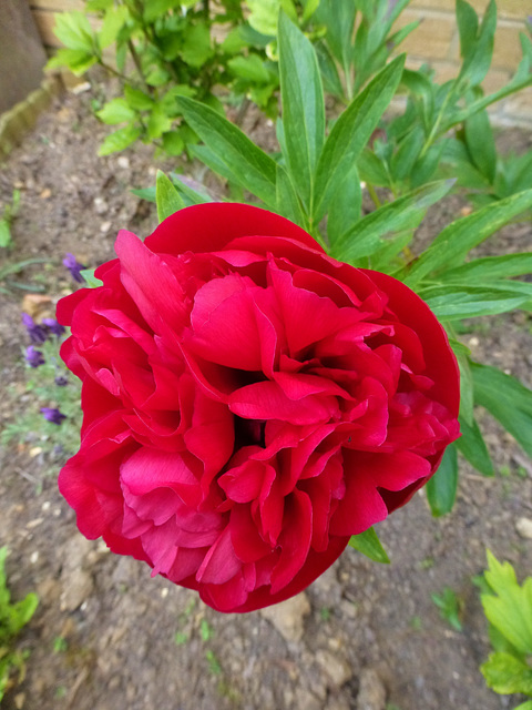 Peony Portrait - 27 May 2015