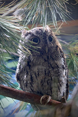 Eastern Screech Owl (Explored)