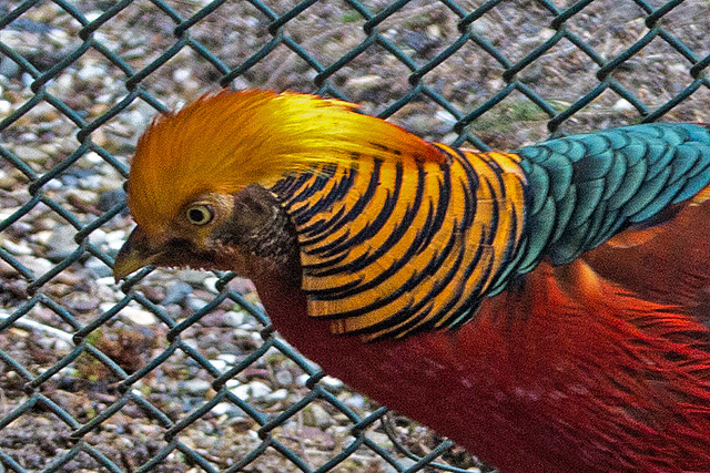 20160209 9961VRAw [D~LIP] Goldfasan (Chrysolophus pictus), Voliere,  Landschaftsgarten, Bad Salzuflen