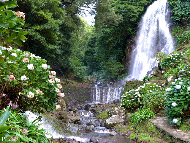 Parque Natural da Ribeira dos Caldeirões, São Miguel Island / Azores (Açores)