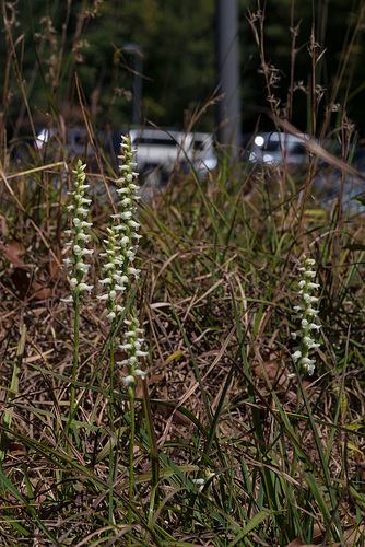 Spiranthes cernua (Nodding Ladies'-tresses orchid)