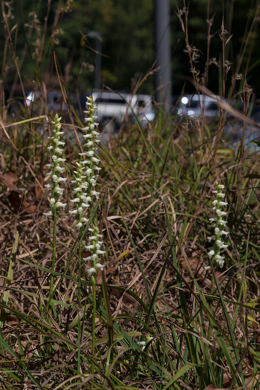 Spiranthes cernua (Nodding Ladies'-tresses orchid)