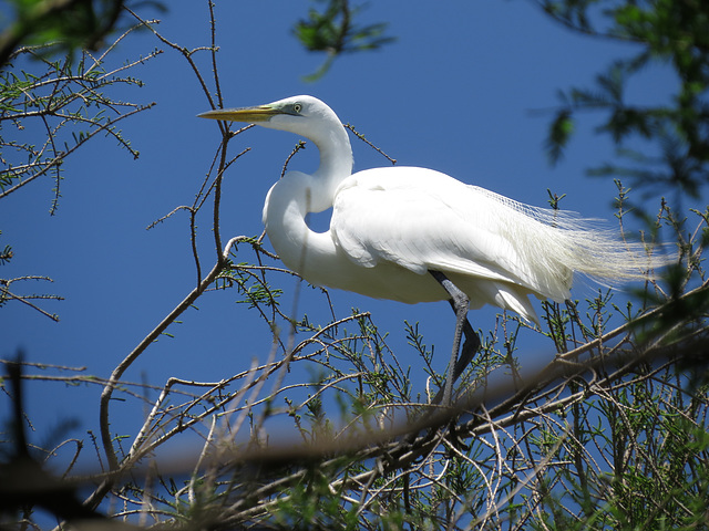 Great egret (Ardea alba)