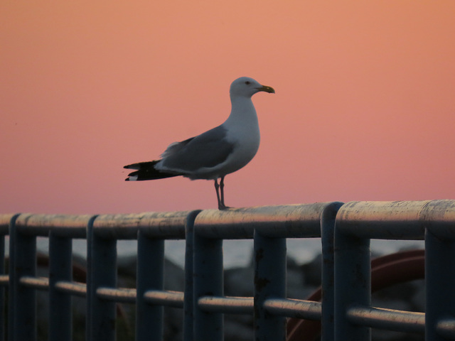 Dawn at Port Austin breakwater