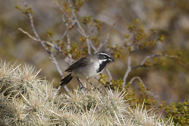 Black-throated Sparrow