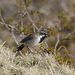 Black-throated Sparrow