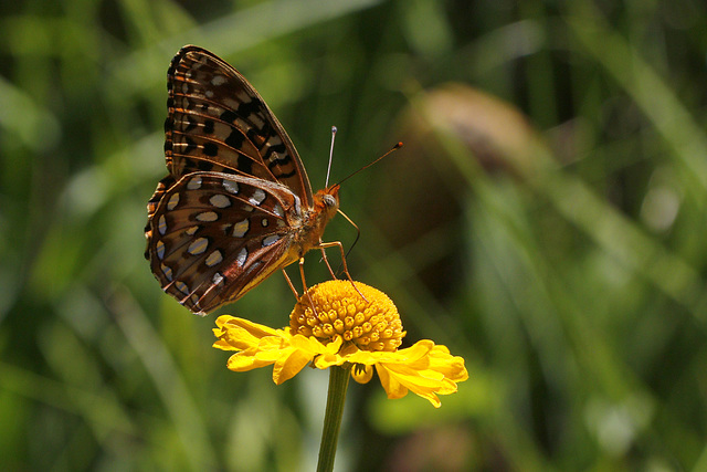 Northwestern Fritillary