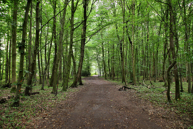 Weg im Weitmarer Holz (Bochum) / 14.07.2019