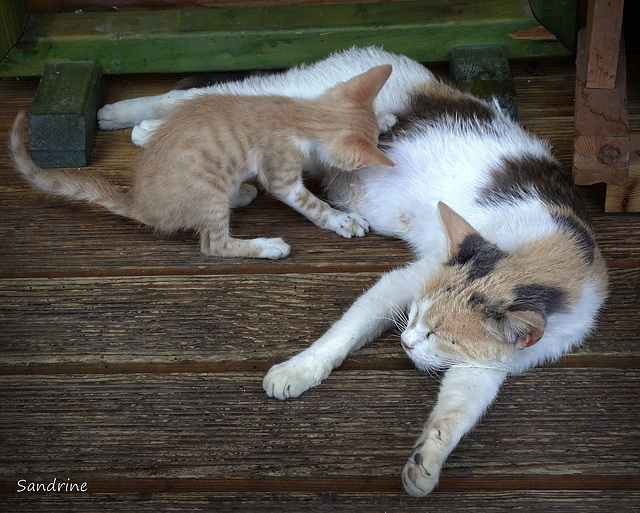 Chats d'ailleurs... ici dans une rue,... à KOS (Grèce)