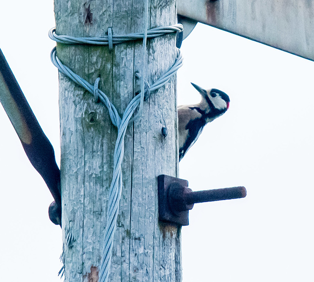 Great spotted woodpecker