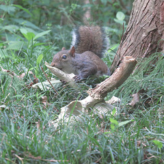 Gray squirrel chewing on deer antlers