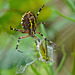 Wespenspinne: Fressen und gefressen werden - Wasp spider: eating and being eaten