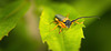 Der Weiden-Linienbock / Rothalsiger Weidenbock (Oberea oculata) ist mal aufgetaucht ;))  The Red-necked Longhorn Beetle (Oberea oculata) has appeared  ;))  Le Longicorne à bec rouge (Oberea oculata) est apparu ;))