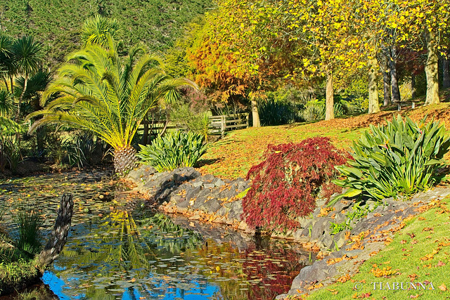 Auckland area autumn