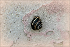 Hainbänderschnecke an der Wand