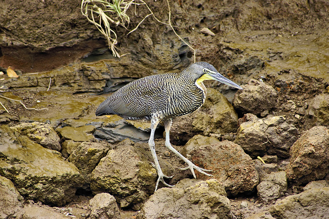 Bare-Throated Tiger Heron – Jungle Crocodile Safari, Tárcoles, Puntarenas Province, Costa Rica